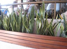 Kwikfynd Indoor Planting
waaia