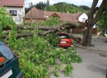 Kwikfynd Tree Cutting Services
waaia