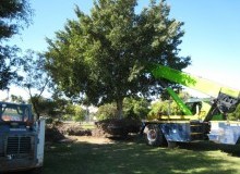 Kwikfynd Tree Management Services
waaia
